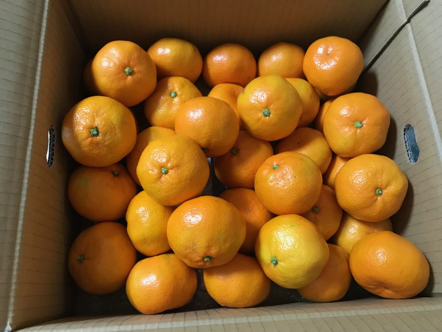 ふるさと納税、福岡県古賀市の果物定期便に寄付、1回目のみかんの画像 - 50代はなのブログ
