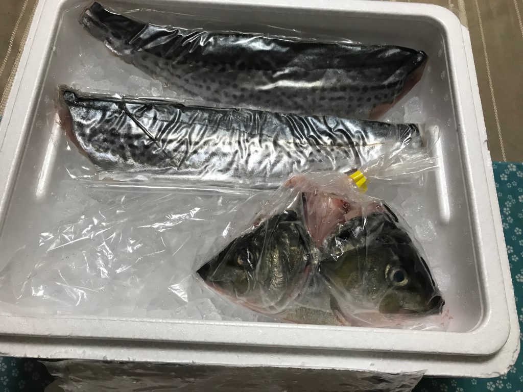 2019年ふるさと納税 鮮魚定期便、鹿児島県いちき串木野市、第二回目画像 - 大人女子の87選