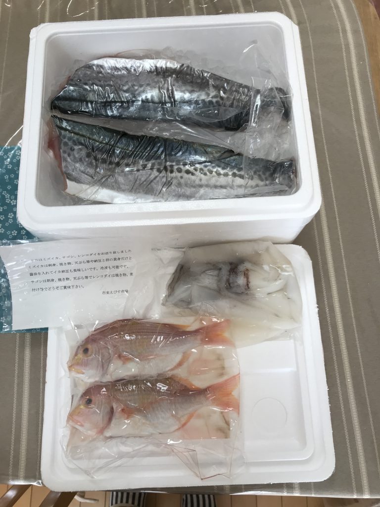 ふるさと納税鮮魚定期便いちき串木野市第3回目　ミズイカ、レンコダイ、サゴシ