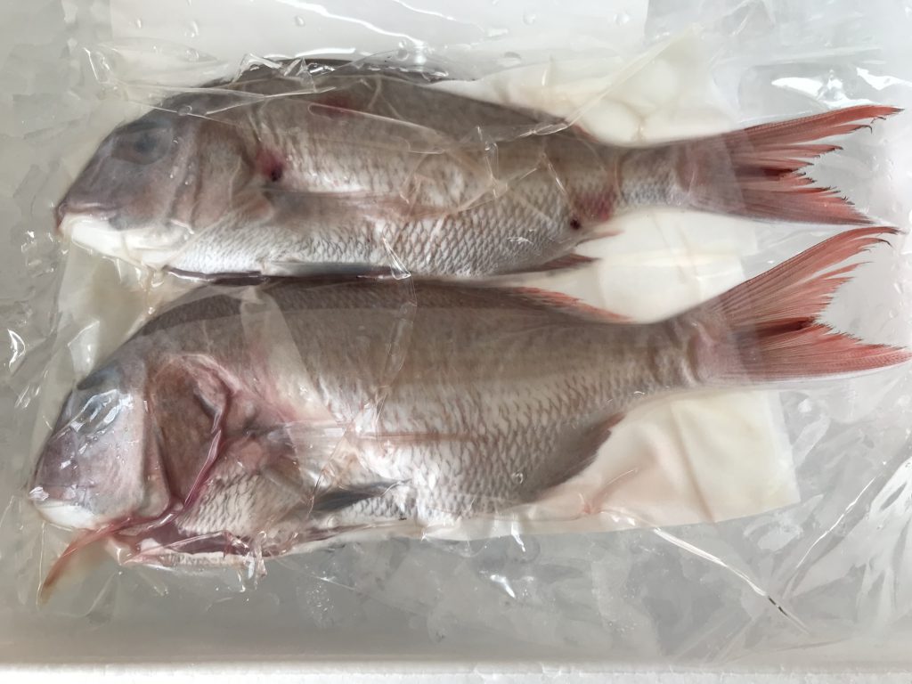 ふるさと納税いちき串木野市鮮魚2月真鯛