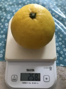 ニューサマーオレンジ重さ