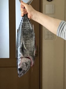 ふるさと納税鮮魚高知県須崎